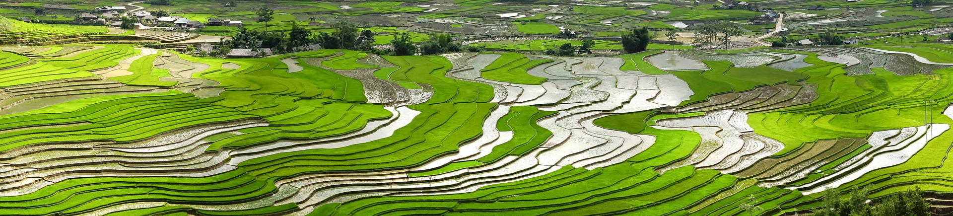 header image for the rice trade analysis